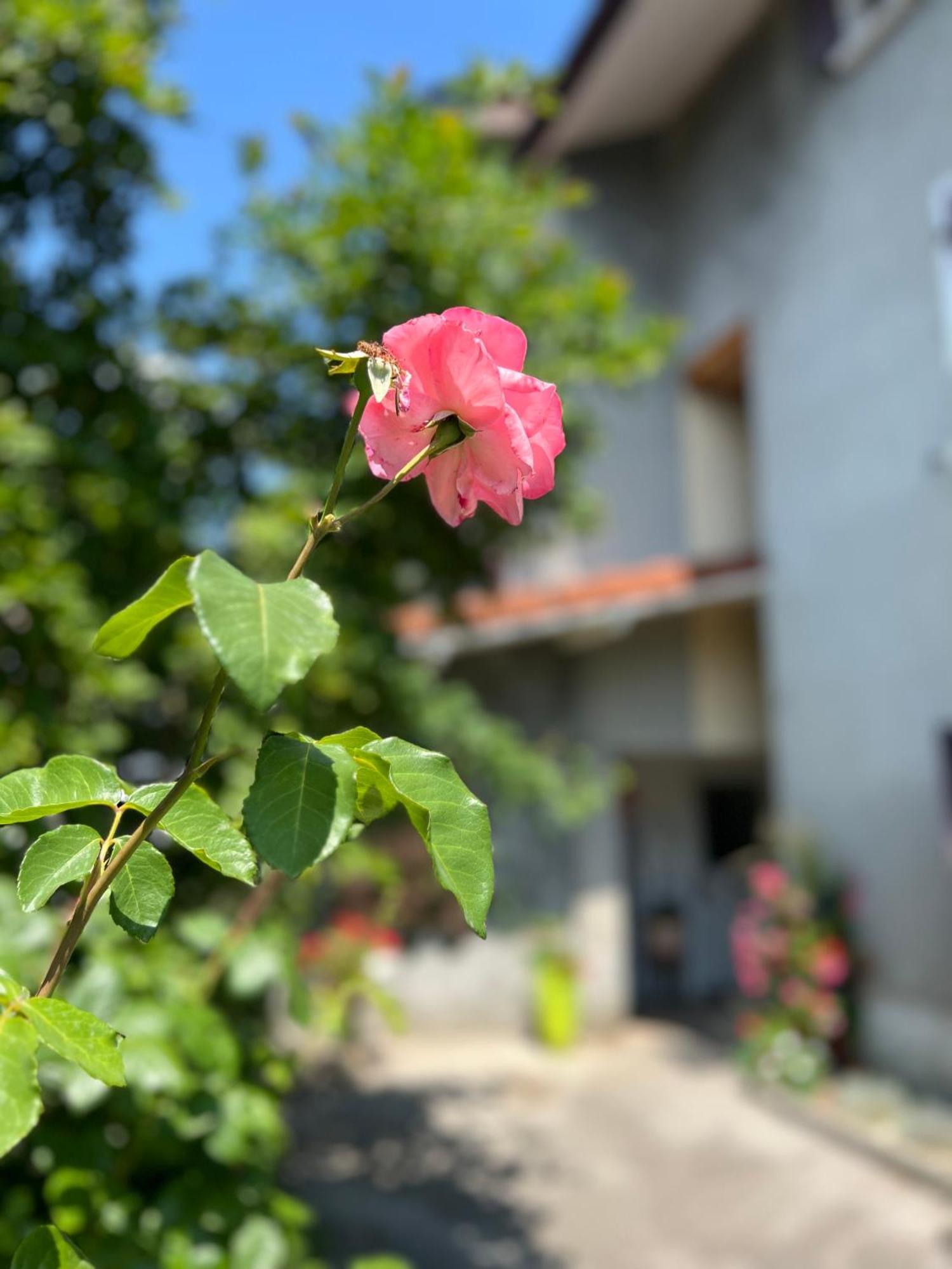 La Branche Du Cerisier Apartamento Annecy Exterior foto